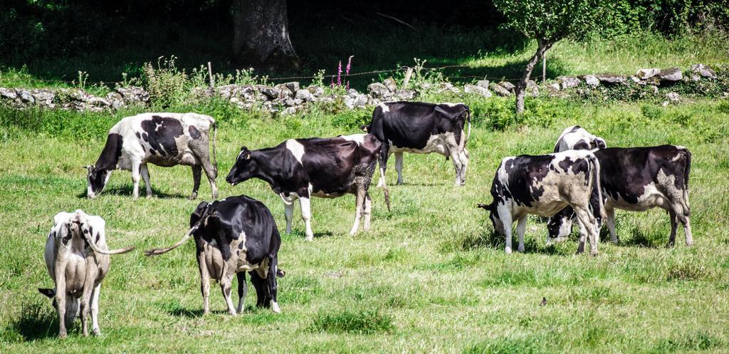 România este liberă de febră aftoasă, pestă bovină, bruceloză bovină, bruceloză ovină și caprine; Consecințe: costuri scăzute pentru fermieri