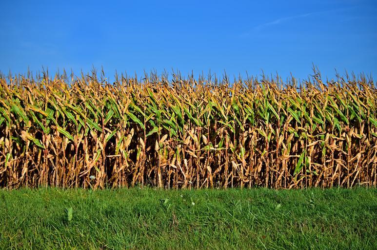 Mândrie și (tehnologie) prost-judecată! Densitatea poate varia pe o parcelă de la un an la altul, în funcţie de condițiile de creștere; stiri agricole