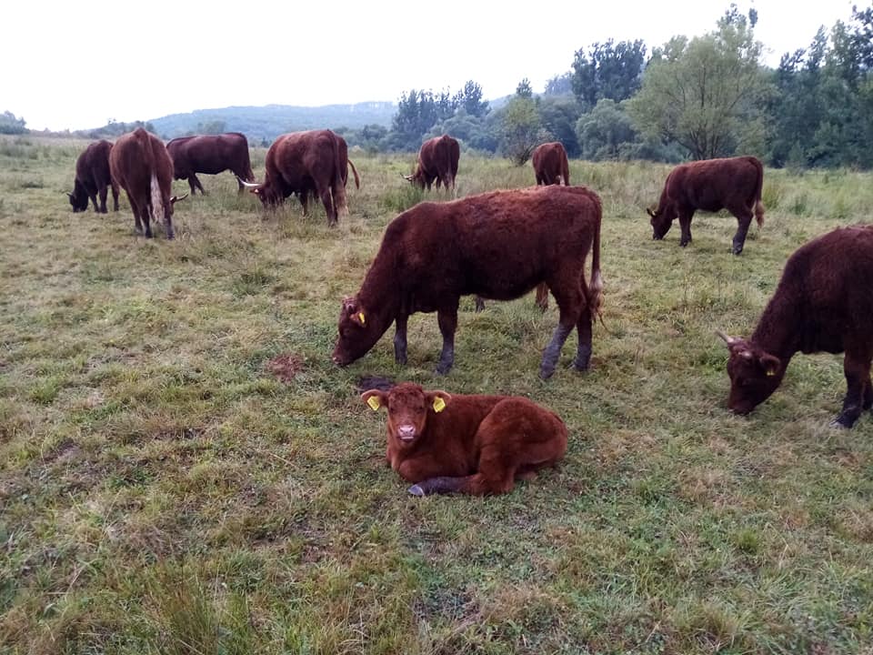 Cui ii pasă dacă te oprești, sau te încăpățânezi să continui? Am ales să continuăm, într-o pornire irațională, cu ajutorul lui Dumnezeu; stiri agricole