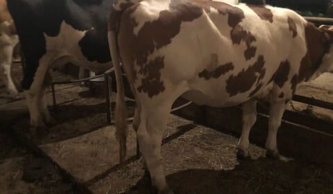 Ce se întâmplă cu ajutorul de COVID pentru crescătorii de bovine? Avem pe circuitul legislativ și acel ajutor COVID. Stiri agricole