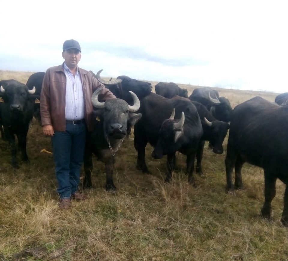 Pledoarie pentru bivoli cu bihoreanul Marius Cacuci; sprijinul și subvențiile de la stat pentru aceste animale sunt ca și inexistente; stiri agricole