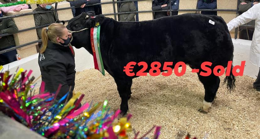 Un Belgian Blue de doi ani - vedeta vânzărilor, atingând prețul de 2.850 EURO; 528 de loturi de bovine oferite inscrise; stiri agricole