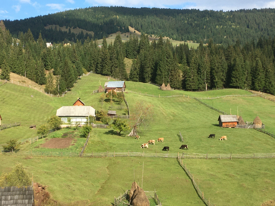 Ziua Internațională a Muntelui – 11 decembrie 2020; manifestarea va avea loc online, prin intermediul platformei Zoom, începând cu ora 10:00. stiri agricole