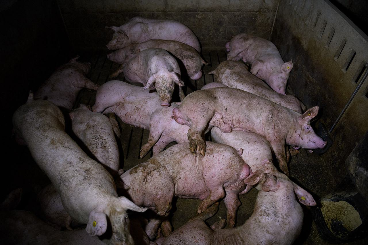 Cine se bucură de limitarea numărului de porci crescuți în gospodărie? Asociația Producătorilor de Carne de Porc din România (APCPR) care salută Ordinul 24