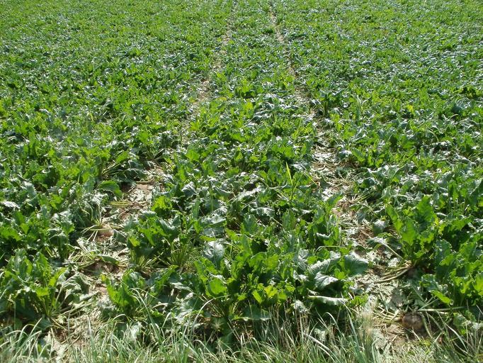 Condiții de acordarea a ajutoarelor naţionale tranzitorii în sectorul vegetal; Condiții pentru a beneficia de acordarea ajutoarelor naţionale tranzitorii;