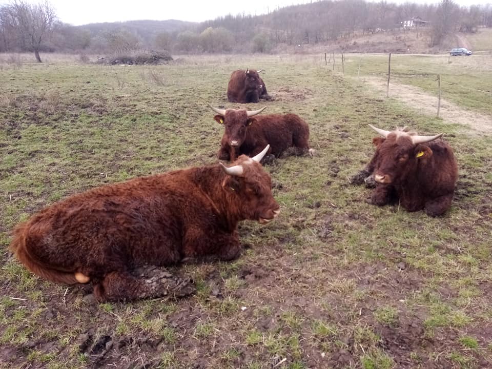 Măsură pentru bunăstarea tineretului bovin la îngrășat. Conditii, beneficiari, Cuantum total anual estimat. Stiri agricole