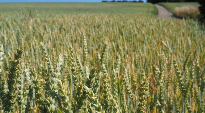 Ce subvenții primesc fermierii europeni? Fondurile reprezintă o parte din veniturile agricole. Fermierii europeni primesc sume foarte diferite. Stiri agro