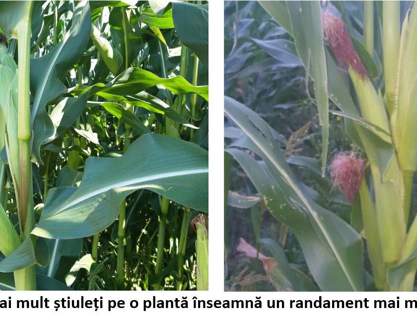 Mai mult știuleți pe o plantă înseamnă un randament mai mare? Acest lucru nu este normal, ci o anomalie în dezvoltarea porumbului. Stiri agricole