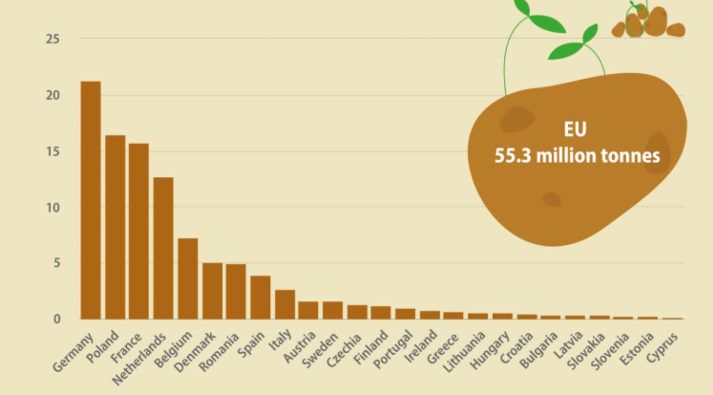 Cine este în fruntea producției de cartofi în UE? Germania, urmată de Polonia, Franța, Olanda și Belgia. 75% din producția UE. Stiri agricole.