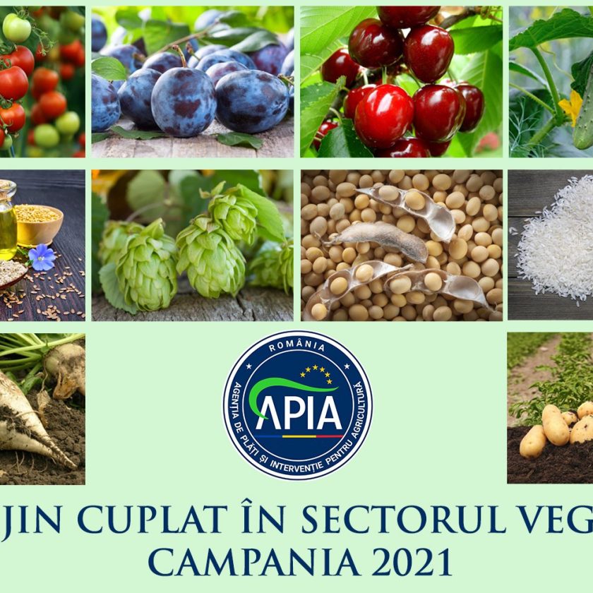 APIA autorizează plățile aferente schemelor de sprijin cuplat în sectorul vegetal - Campania 2021. Start plati SCV. Stiri agricole