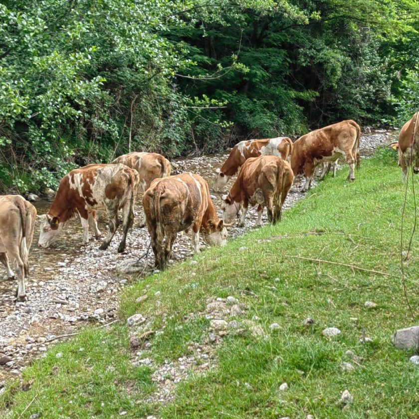 Adrian Pintea: 126,83 de lei/bovină ajutor acordat crescătorilor de bovine. Ca și capete, au fost 1.342.340 capete de bovine înregistrate. Stiri agricole
