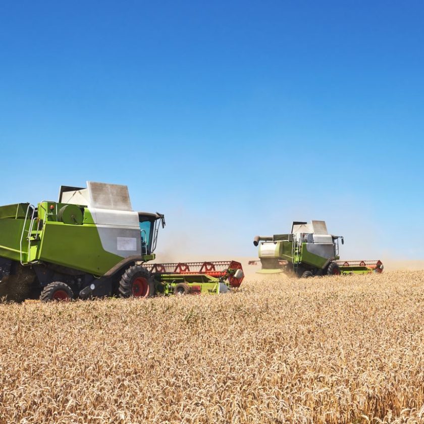 Prețul grâului a recuperat ieri 7 euro. Prețurile grâului au fost sub presiune în iunie. Oferta pieței globale rămâne extrem de fragilă. Stiri agricole