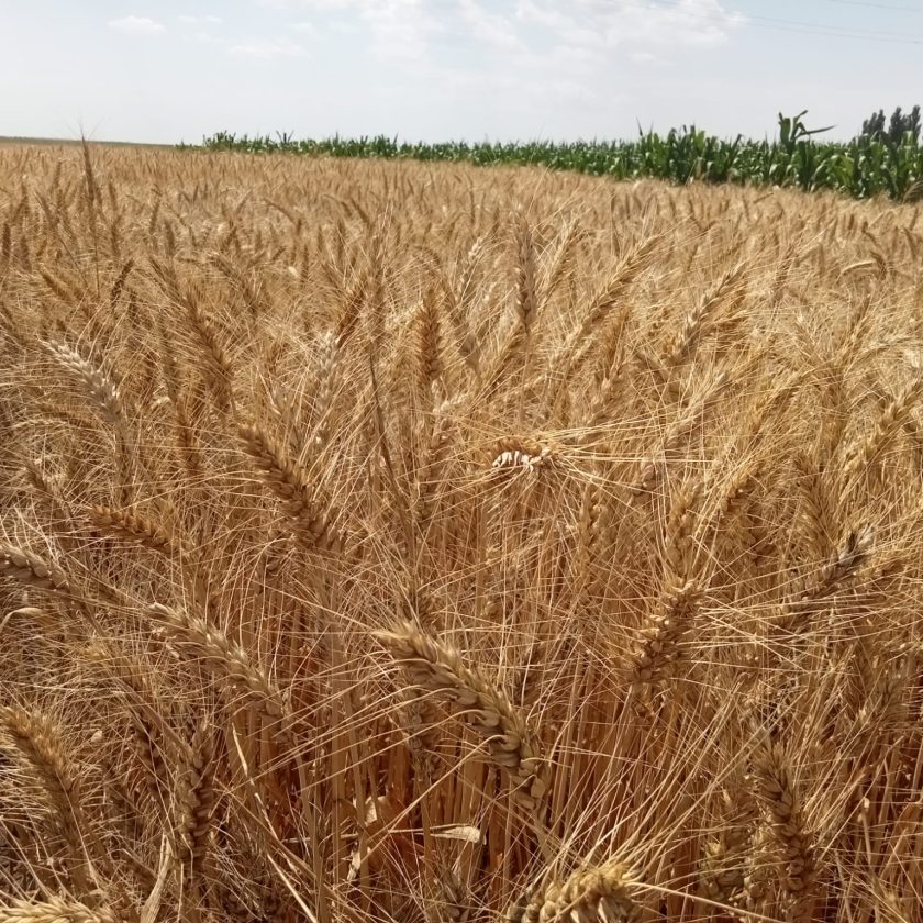 Prețurile cerealelor scad brusc. Rusia amenință că se va retrage din Acordul pentru cereale. Importurile europene de grâu cresc brusc. Stiri agricole