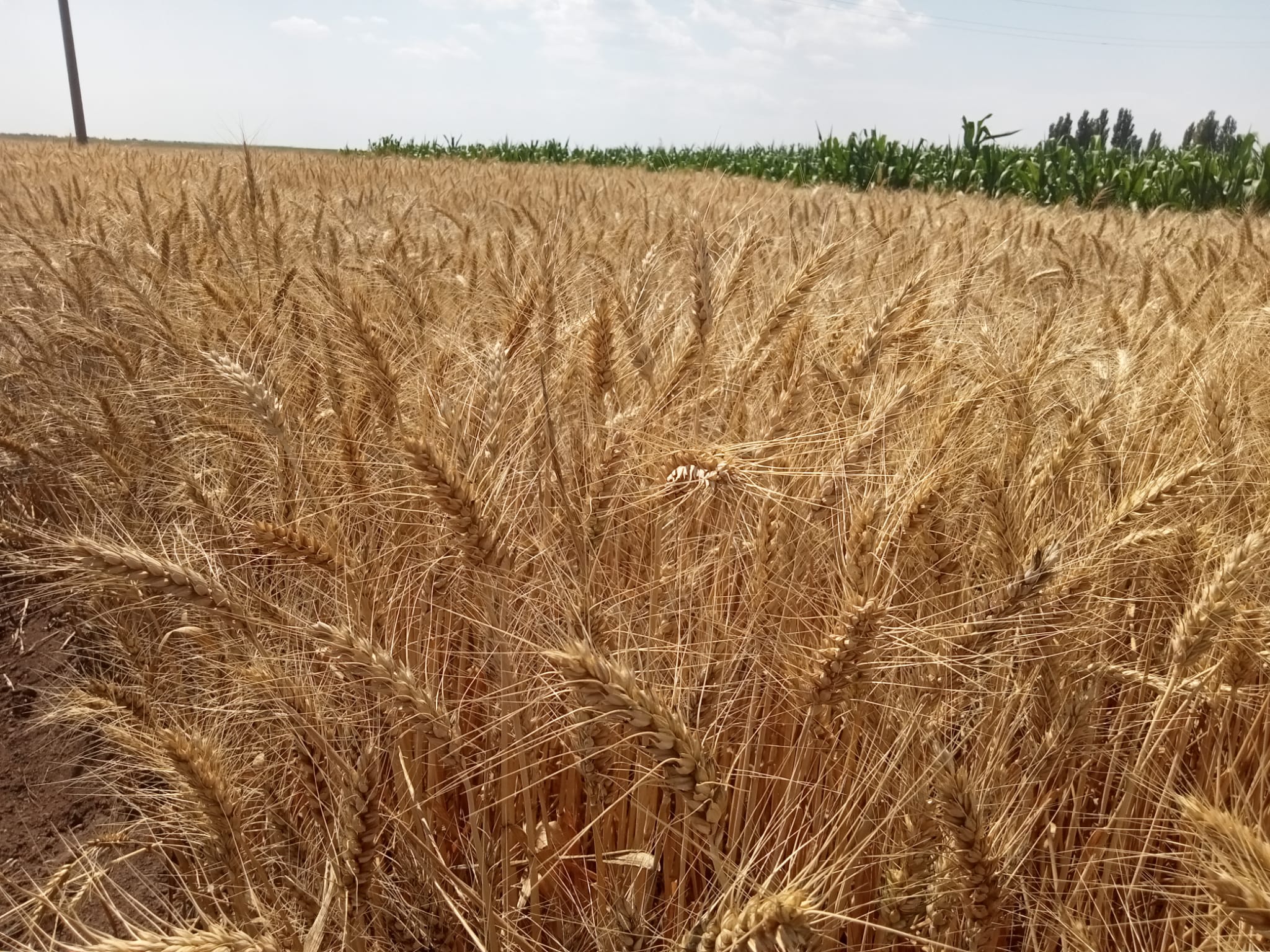 Prețurile cerealelor scad brusc. Rusia amenință că se va retrage din Acordul pentru cereale. Importurile europene de grâu cresc brusc. Stiri agricole