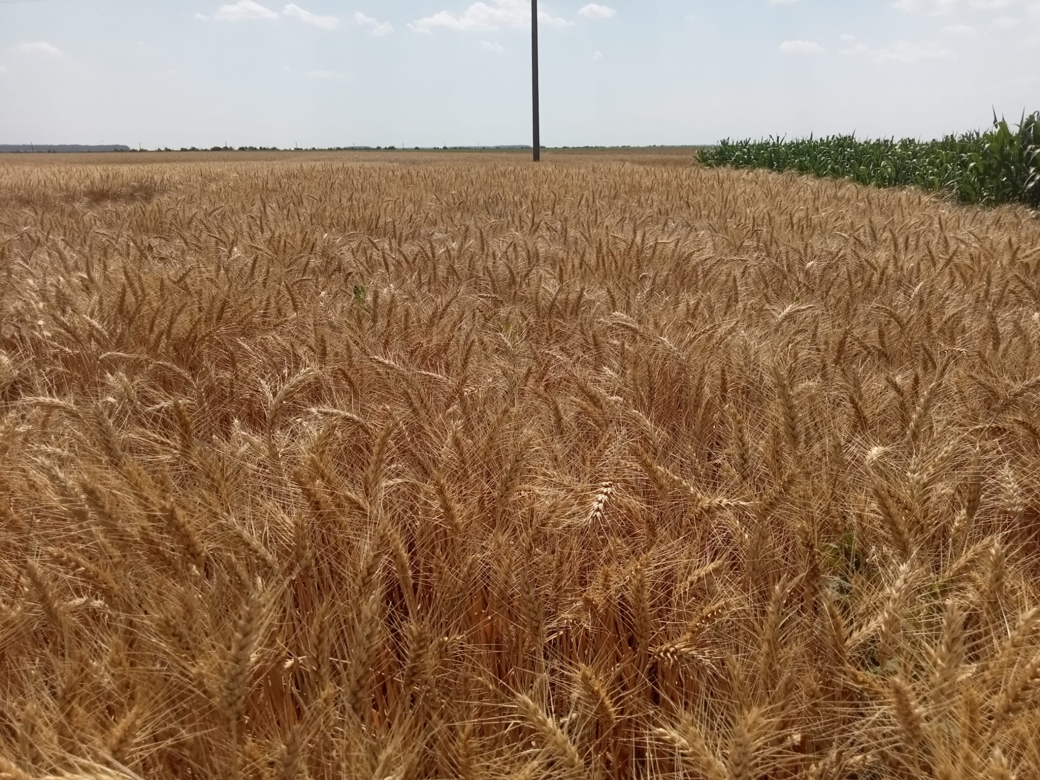 Care este prețul corect al grâului? Prețul corect este cel care ți se oferă! România a exportat 1,625 milioane tone grâu. Stiri agricole