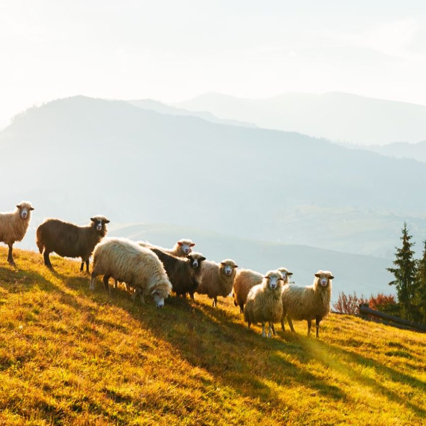Sprijinul cuplat în sectorul zootehnic la specia ovină și caprină. Se va primi o sumă de aproape 16 euro/cap de animal. Stiri agricole