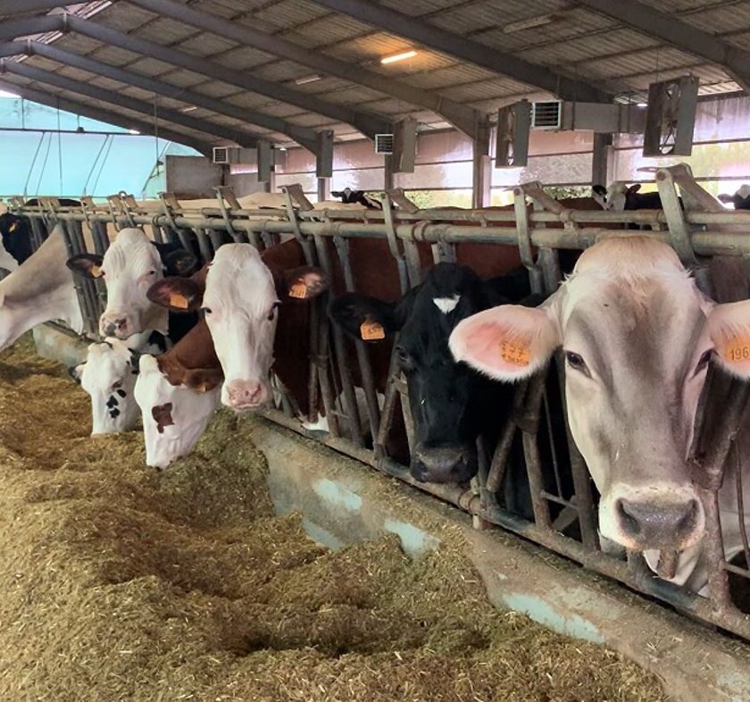 Cu 100 de vaci de lapte pe 48 de hectare caută constant să-și îmbunătățească productivitatea. Iubește-ți și transmite-ți profesia. Stiri agricole