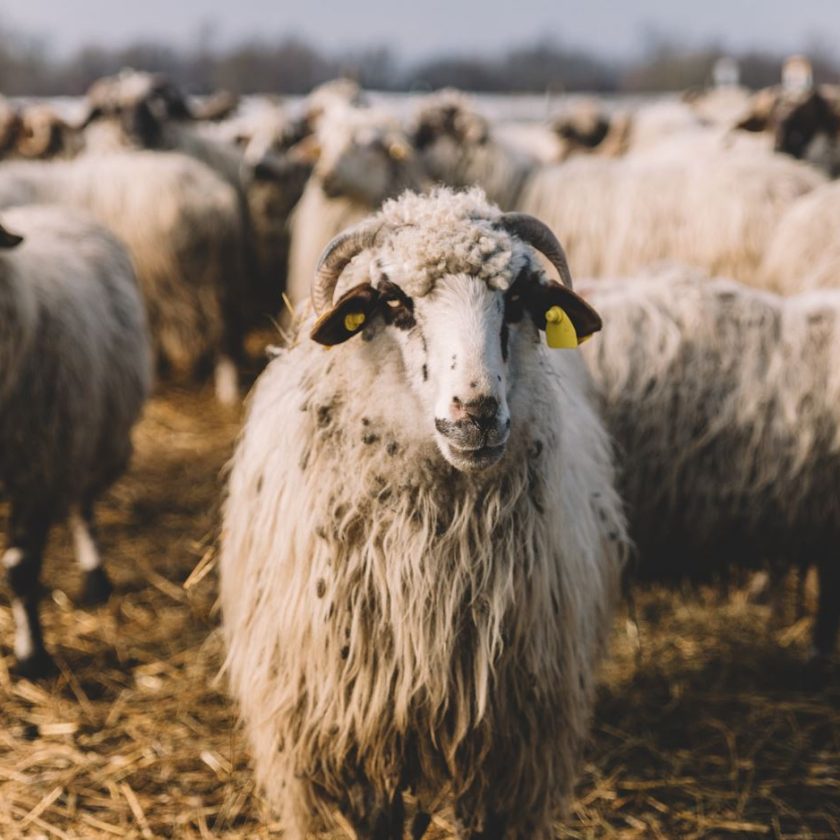 Războiul oilor - Lege pentru interzicerea exportului de animale vii. Florin Cîțu, Marcel Vela și Dragoș Popescu au depus o inițiativă legislativă. Stiri