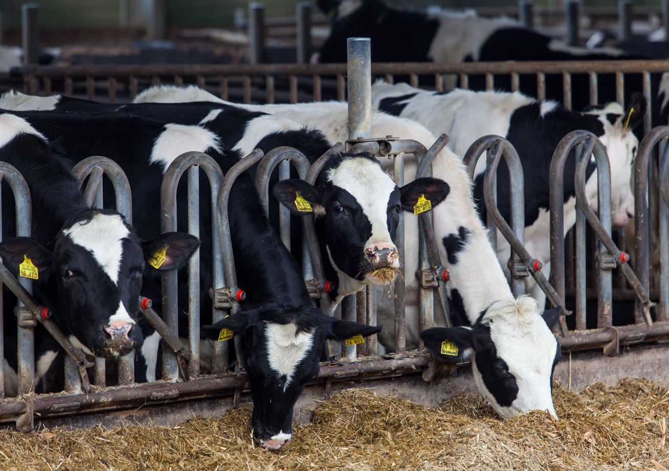 Boala vacii nebune în Olanda. Encefalopatia spongiformă bovină, cunoscută ca boala vacii nebune, a fost depistată la o vacă moartă în Olanda. Stiri agricole