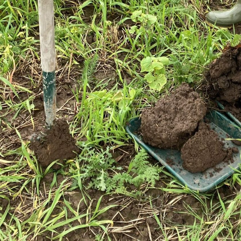 Cum să îmbunătățiți sănătatea solului înainte de refacerea pajiștii. Ne datorăm existența primilor 15 cm de sol și faptului că plouă. Știri agricole