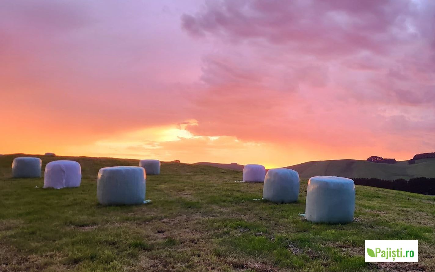 Silozul de iarbă este, mai în glumă, mai serios, iarbă murată, conservată prin transformarea zaharurilor în acid lactic de către bacterii. Pășuni și fânețe