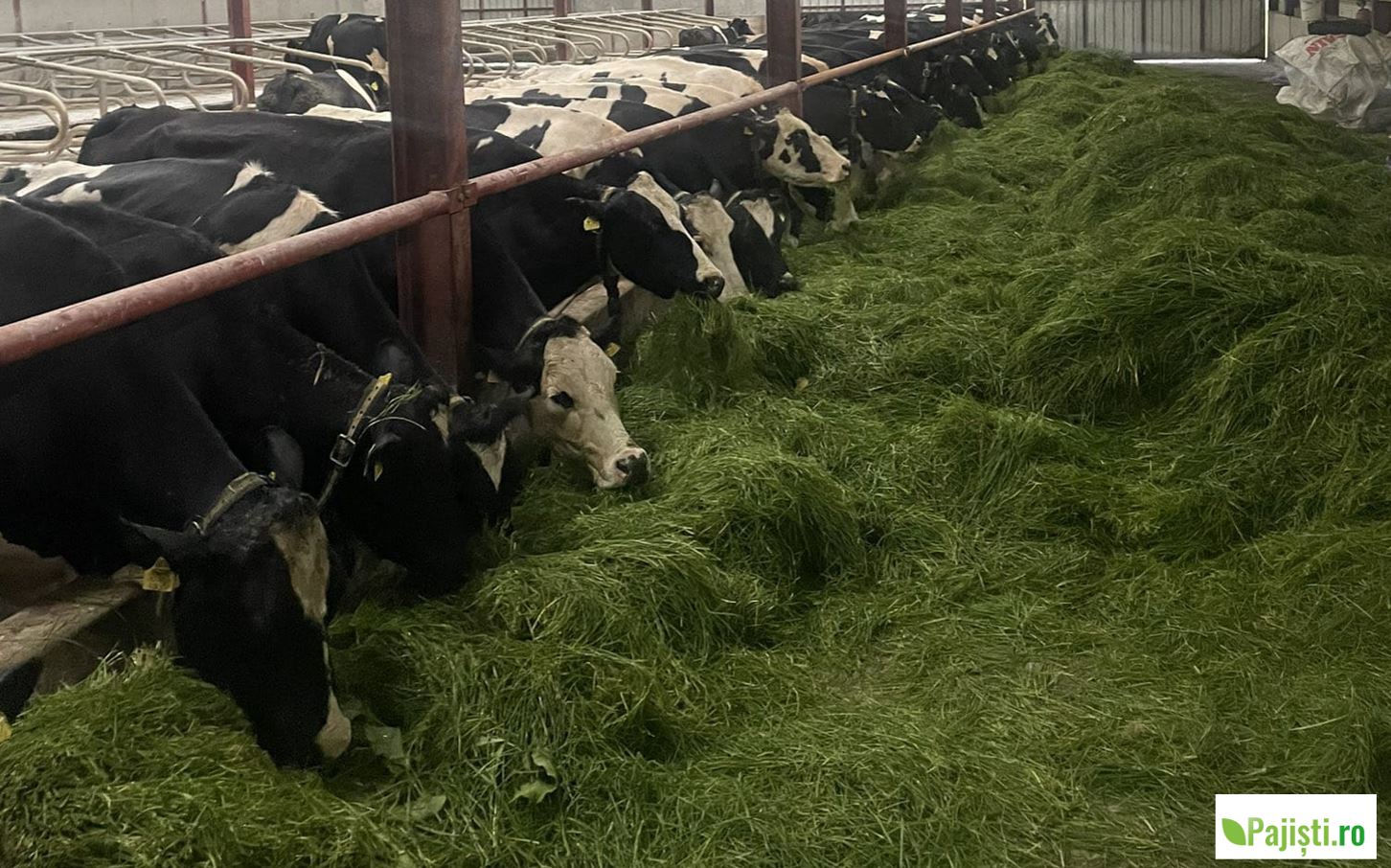 SU, PB și EM - o introducere în nutriția vacii. Ce reprezintă aceste abrevieri și de ce fiecare fermier trebuie să le recunoască și să le înțeleagă