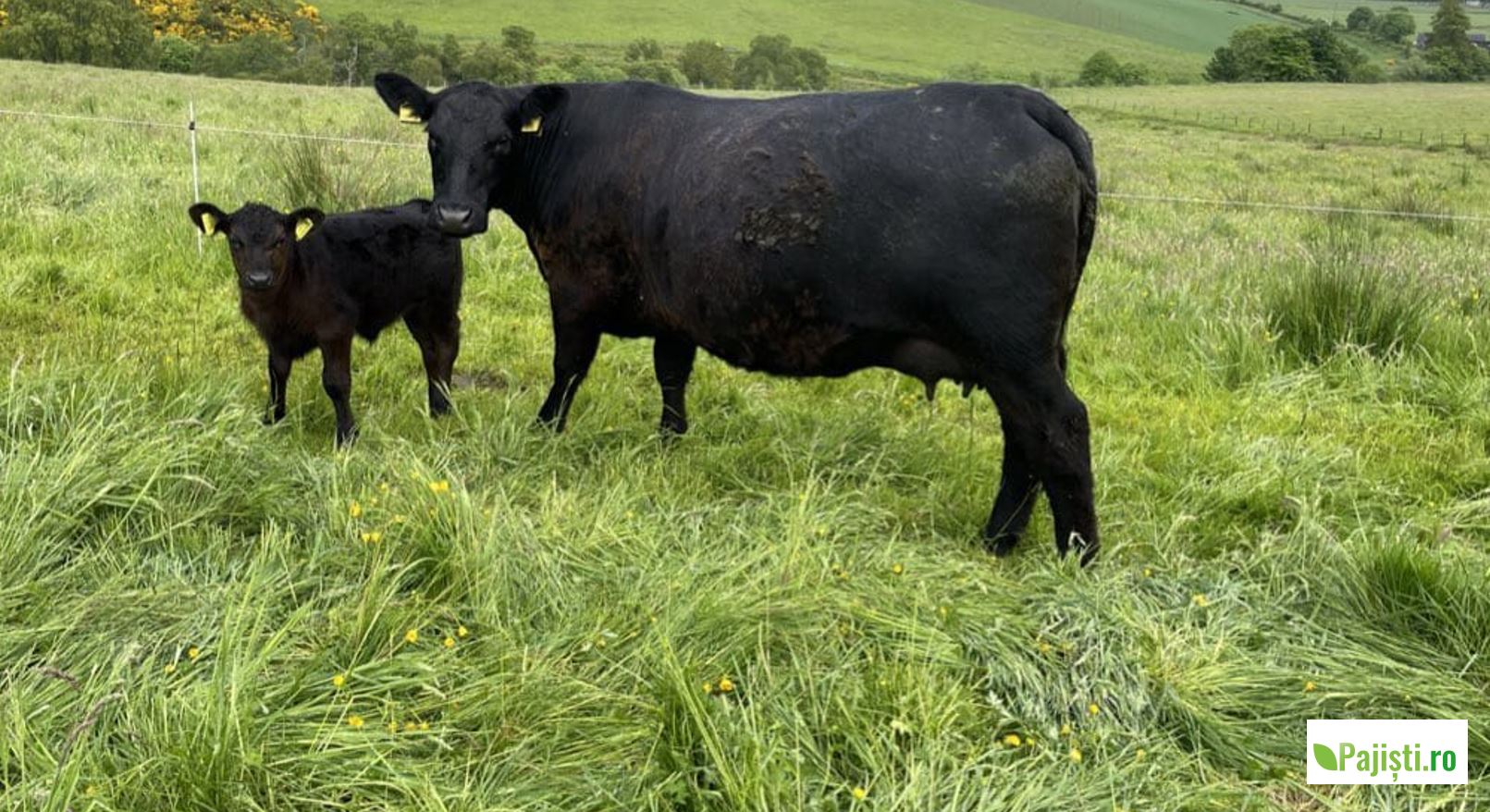 Transformă soarele în bani înțelegând cum cresc plantele. Cum folosesc plantele lumina soarelui pentru a crește? Pășuni și fânețe. Pajisti.ro