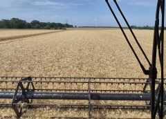 De ce avem producție bună, dar unele ferme rămân neprofitabile? „Hambare pline, conturi goale” confundă producția cu profitabilitatea