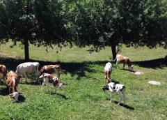 Ce înseamnă să trăiești bine din zootehnie? Credeți că se mai poate trăi bine din creșterea vacilor în România? Transformă producția în profit