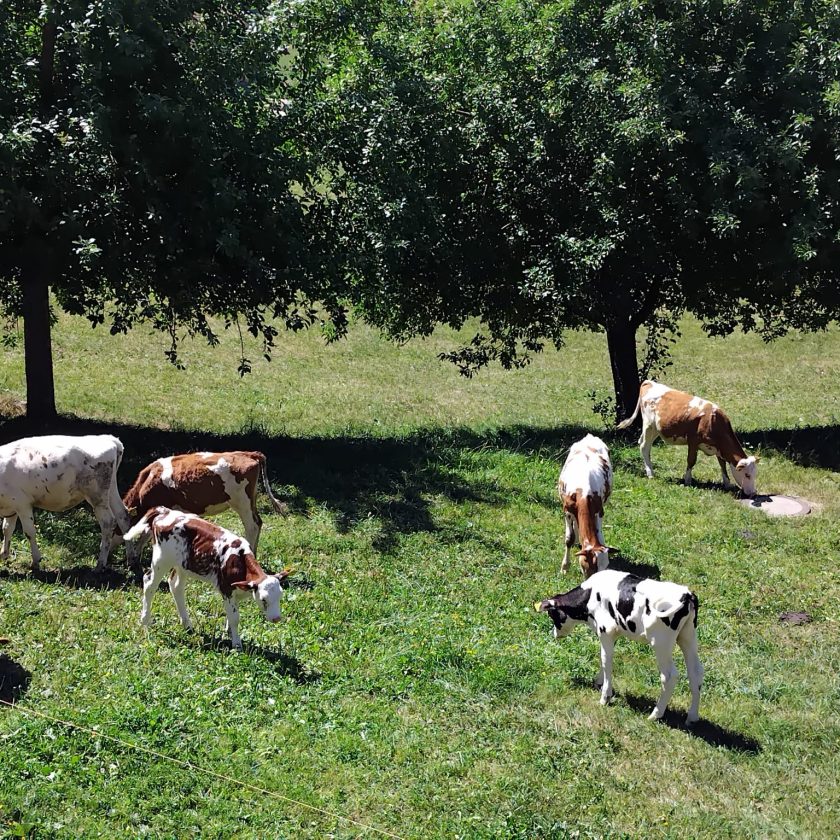 Ce înseamnă să trăiești bine din zootehnie? Credeți că se mai poate trăi bine din creșterea vacilor în România? Transformă producția în profit